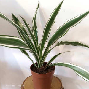 Dracena Warneckii roz. M - kwiat doniczkowy