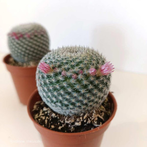 Mammillaria Microthele Superfina mini