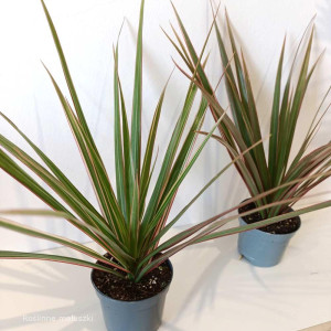 Dracaena marginata Bicolor-dracena obrzeżona roz.S kwiaty doniczkowe