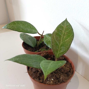 Hoya Wayang Splash Ø10,5cm