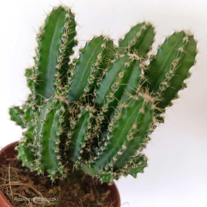 Cereus Peruvianus mini
