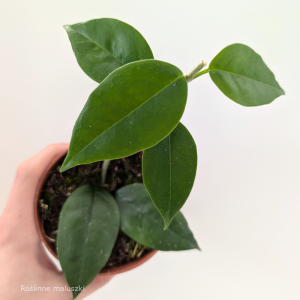 Hoya Paziae Ø10,5cm