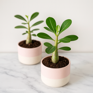 Adenium obesum - Róża Pustyni - mini kwiaty doniczkowe