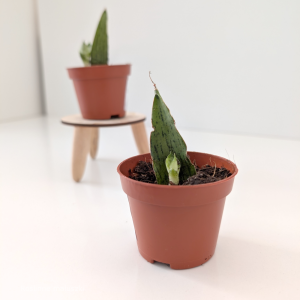 Sansevieria Cinta Ø6cm