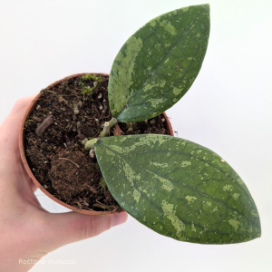 Hoya Aff Vitellina splash Ø10cm