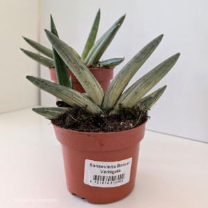 Sansevieria Boncel variegata Ø10,5cm