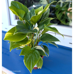 Homalomena Sunshine Gem Variegata Ø9cm.