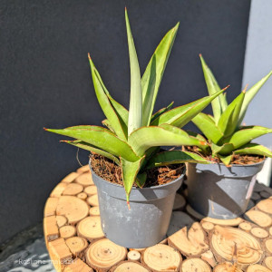 Sansevieria Platinum Crown Ø9cm.