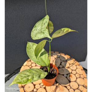 Hoya Coriacea Silver Ø7cm.