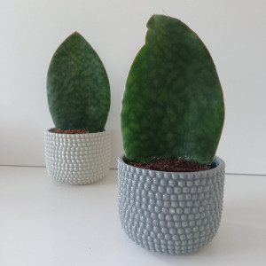 Sansewieria Big Leaf roz.S