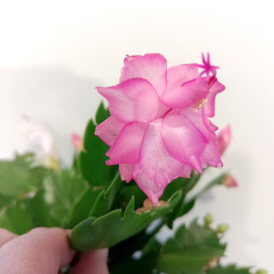 Schlumbergera BIAŁO-RÓŻOWA Ø11cm-grudnik