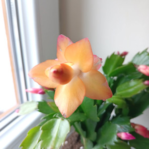 Schlumbergera ŻÓŁTA Ø12cm-grudnik