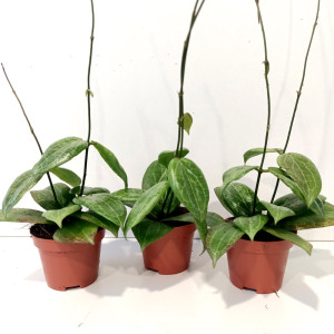 Hoya Fitchii mini kwiaty doniczkowe