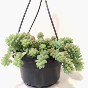 Sedum Burrito Ø14cm (rozchodnik)