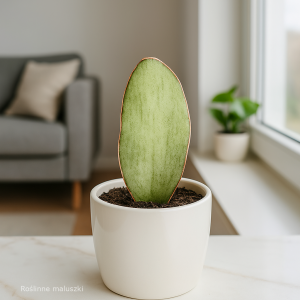 Sansevieria As Silk Ø6cm