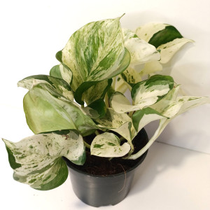 Epipremnum Happy Leaf roz.M kwiaty doniczkowe
