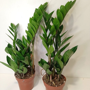 Zamioculcas Zamiifolia Ø12cm