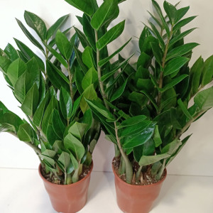 Zamioculcas Zamiifolia roz.L kwiaty doniczkowe