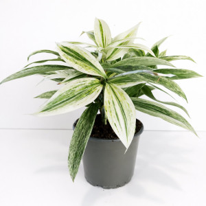 Dracaena Godseffiana Silver Ø12cm