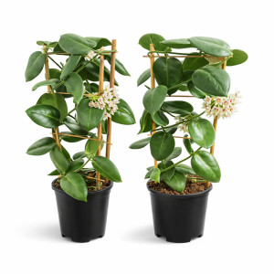 Hoya Stargazer roz.XL kwiaty doniczkowe