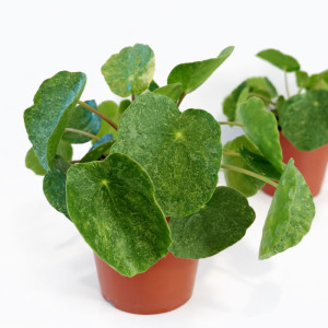 Pilea Sugar Ø12cm