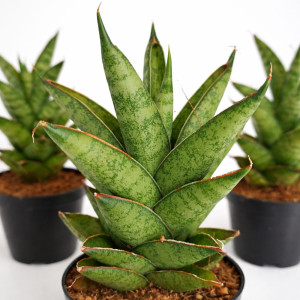Sansevieria Tough Lady Ø8cm.