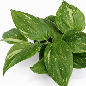 Scindapsus Rubicon Ø12cm
