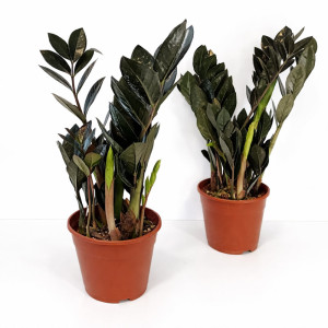 Kwiat Zamioculcas zamiifolia "Raven"