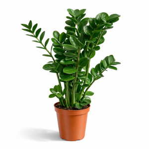 Zamioculcas Midori Ø19cm