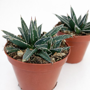 Agave victoriae-reginae (agawa) Ø8cm