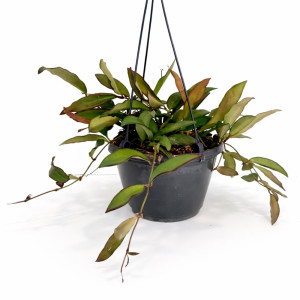 Hoya Rosita Ø14cm