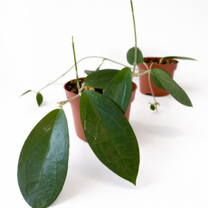 Hoya sp. Ternate Ø10,5cm