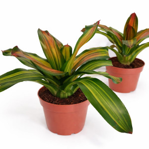 Neoregelia Freddie Ø12cm
