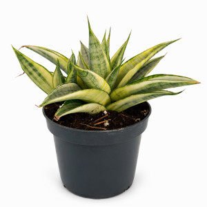 Sansevieria Gabriella Crown Ø9cm