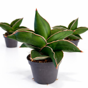 Sansevieria Samurai Dwarf Ø6cm.