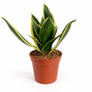 Kwiat Sansevieria gwinejska Golden Hahnii baby