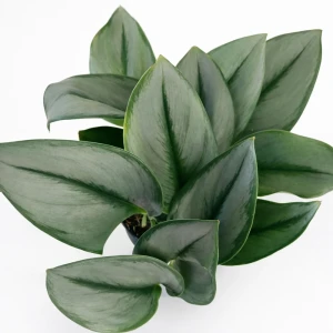 Scindapsus Moonlight Ø12cm