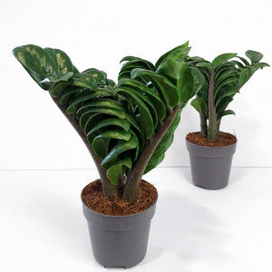 Zamioculcas zamiifolia Zenzi Ø11cm