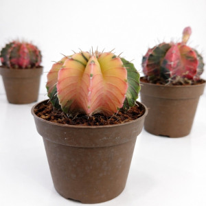 Gymnocalycium Mihanovichii variegata Ø9cm