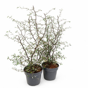 Corokia cotoneaster Ø15cm