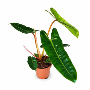 Filodendron Billietiae Ø12cm
