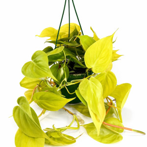Filodendron scandens Lemon Lime Ø14cm