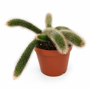 Hildewintera colademononis Ø12cm - małpie ogony