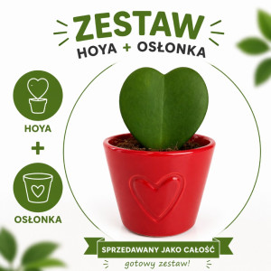Hoya Kerri w osłonce Ø7cm