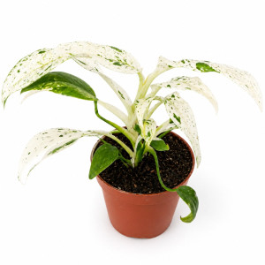 Rhaphidophora Puberula variegata mini
