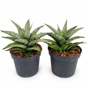 Sansevieria Silver Crown Ø9cm