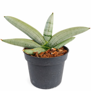 Sansevieria cylindrica Boncel Platinum Ø9cm