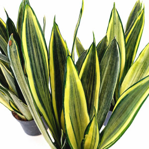 Sansevieria Silver Spears Ø9cm