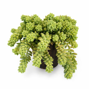 Sedum Burrito Ø11cm (rozchodnik)