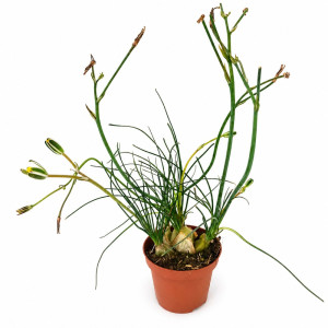 Albuca Humilis Ø10cm